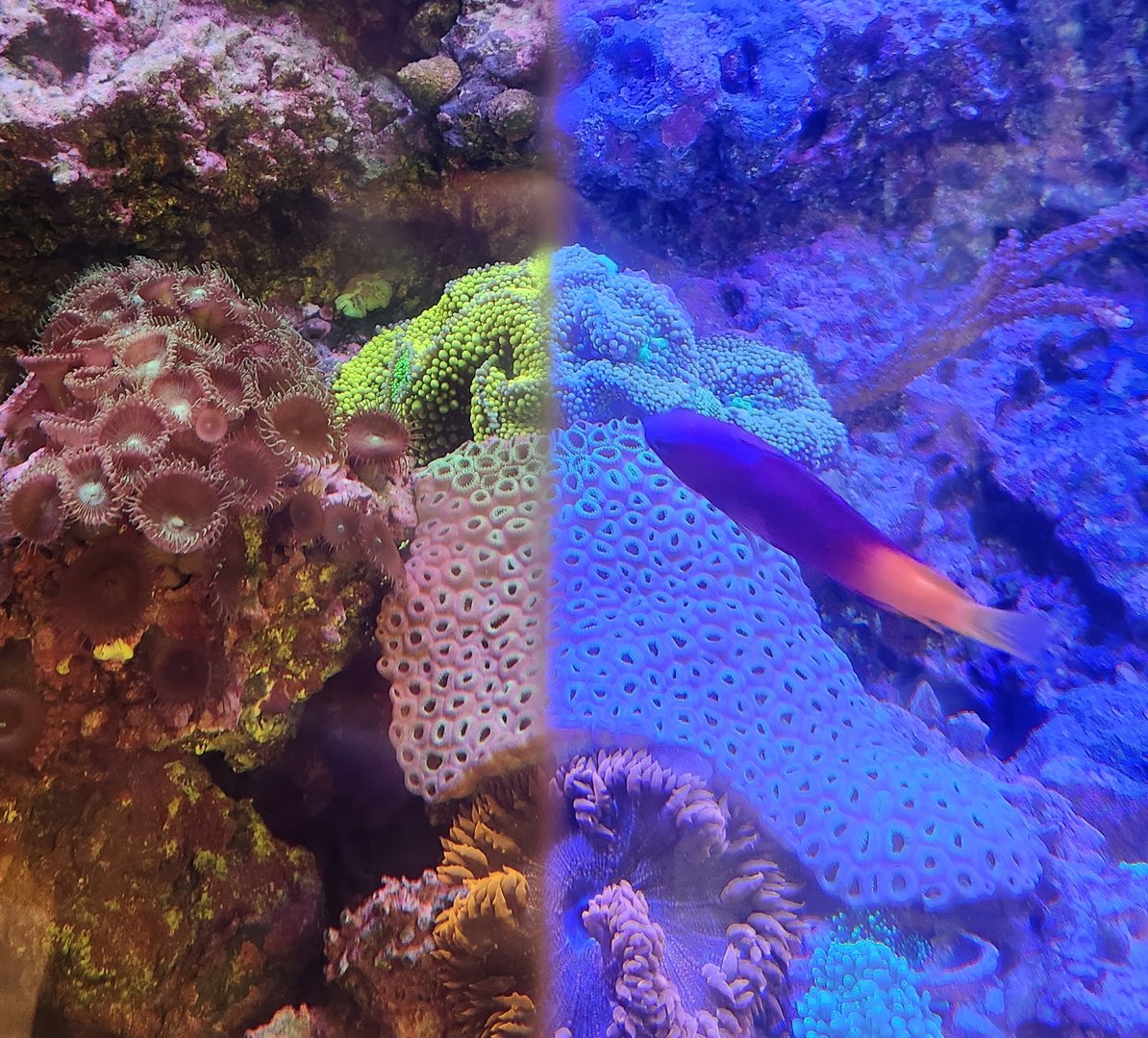 Marine Science Center - "Biofluorescence"