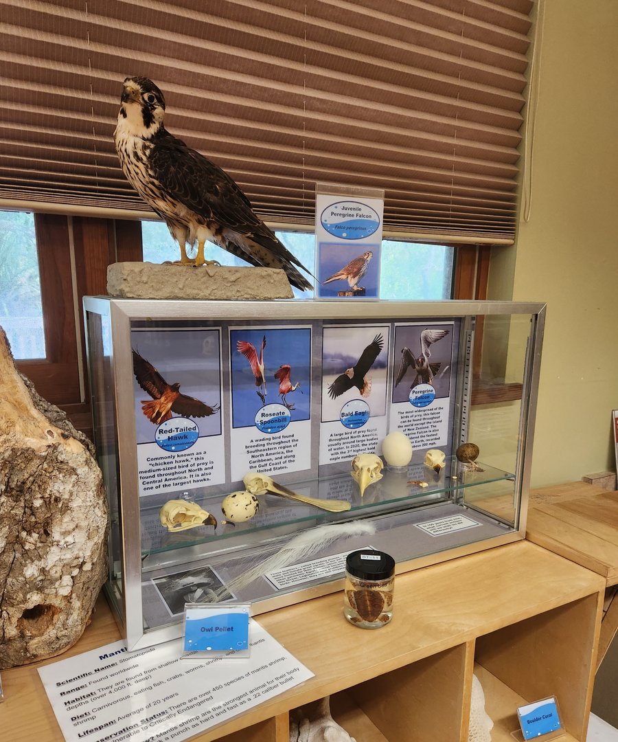 Marine Science Center - Bird displays