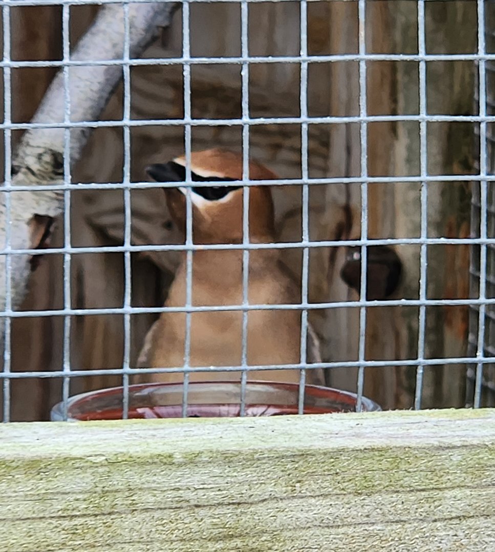 Marine Science Center - Cedar Waxwing