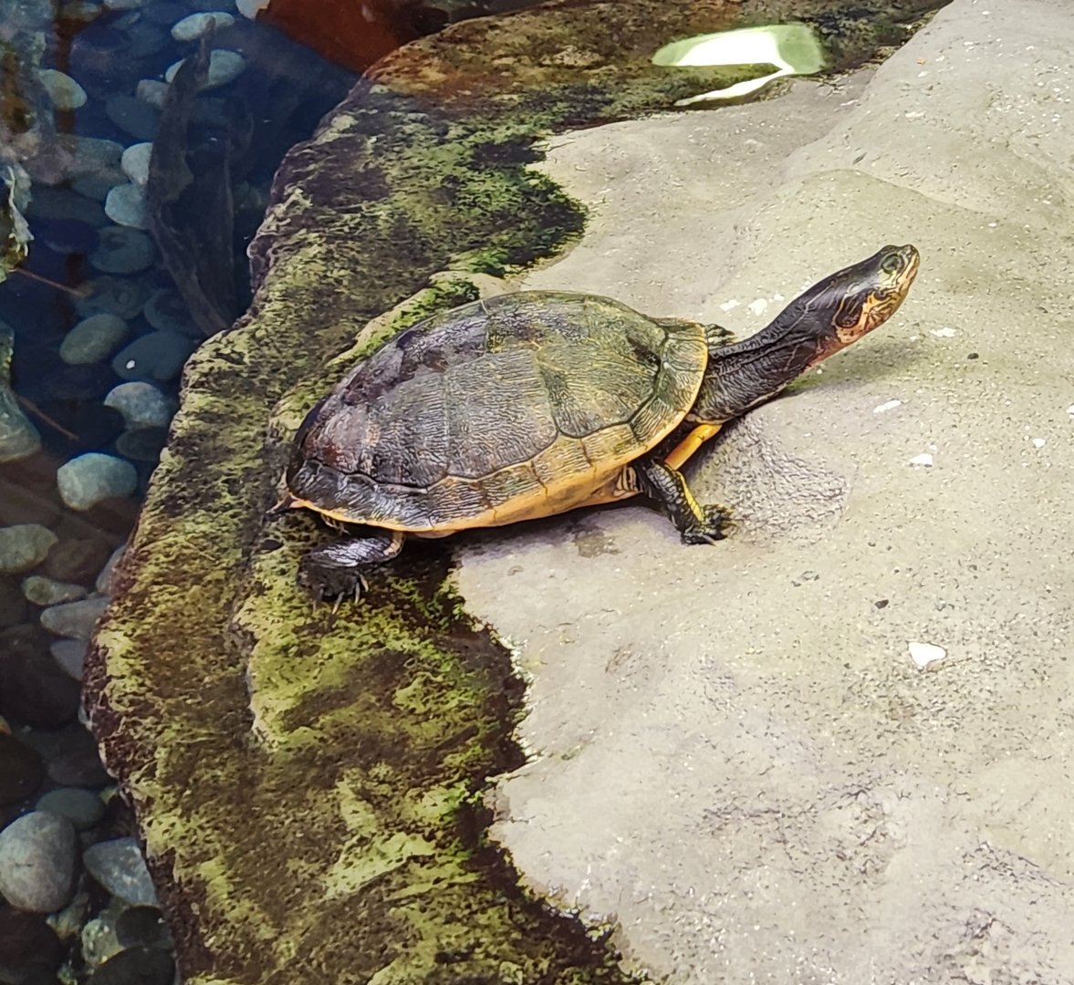 Marine Science Center - Chicken Turtle
