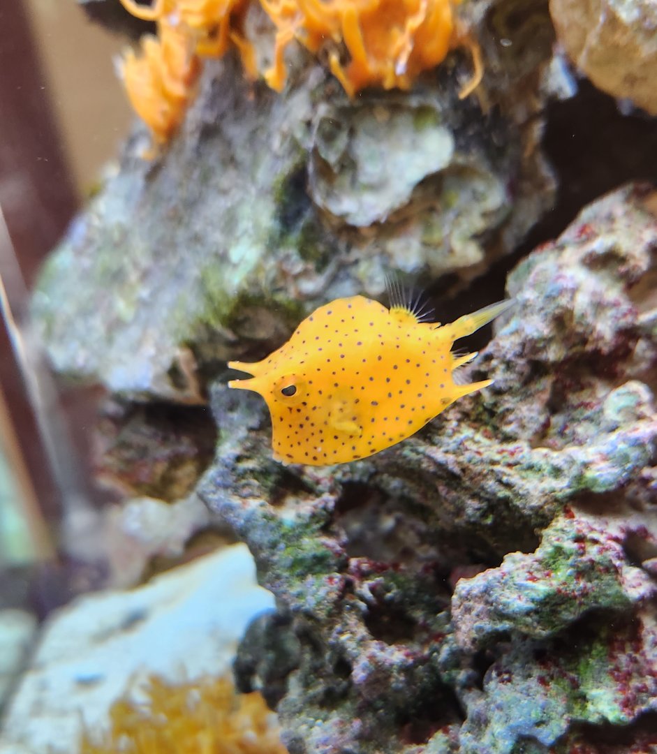 Marine Science Center - Cool orange boxfish