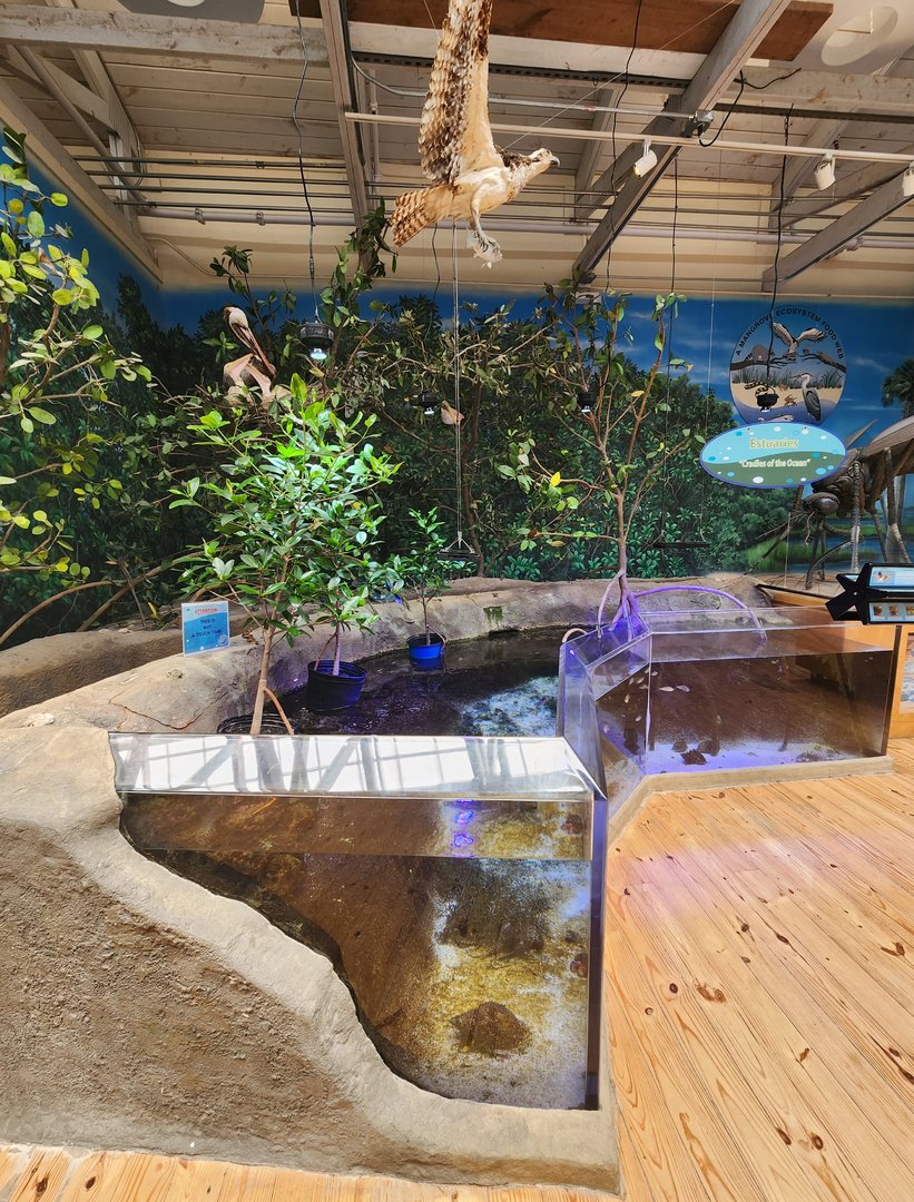 Marine Science Center - Estuary exhibit