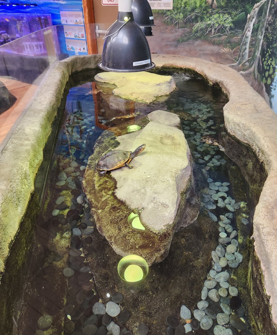 Marine Science Center - Freshwater turtles exhibit