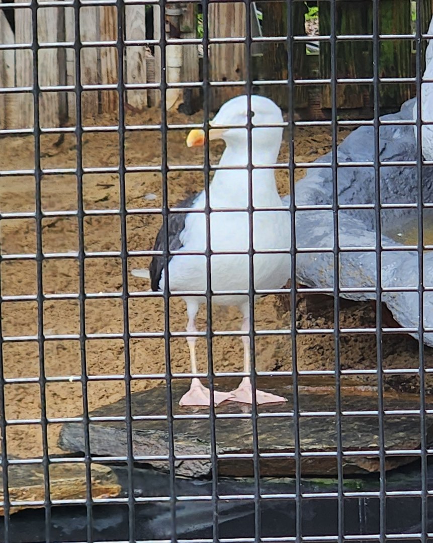 Marine Science Center - Great Black-backed Gull