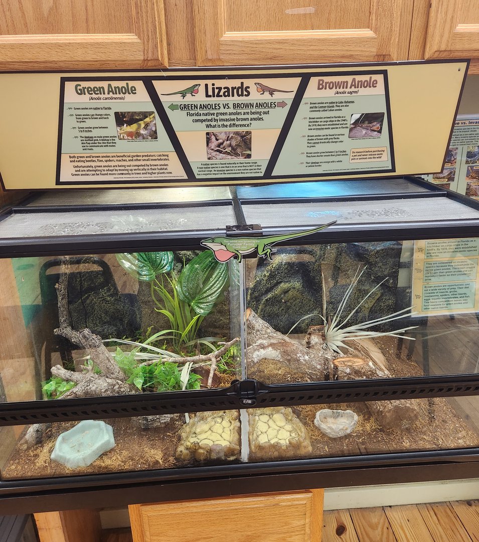 Marine Science Center - Green vs Brown Anoles