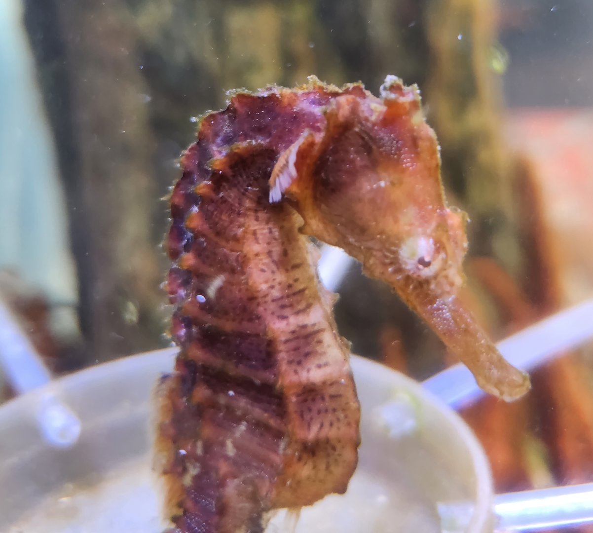 Marine Science Center - Lined Seahorse