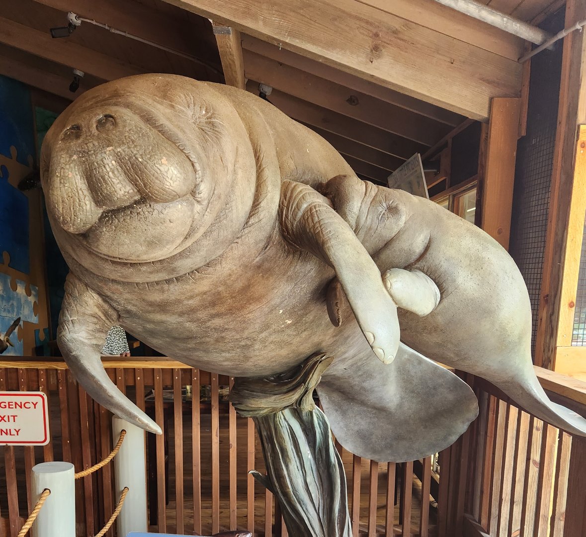 Marine Science Center - Manatee tribute