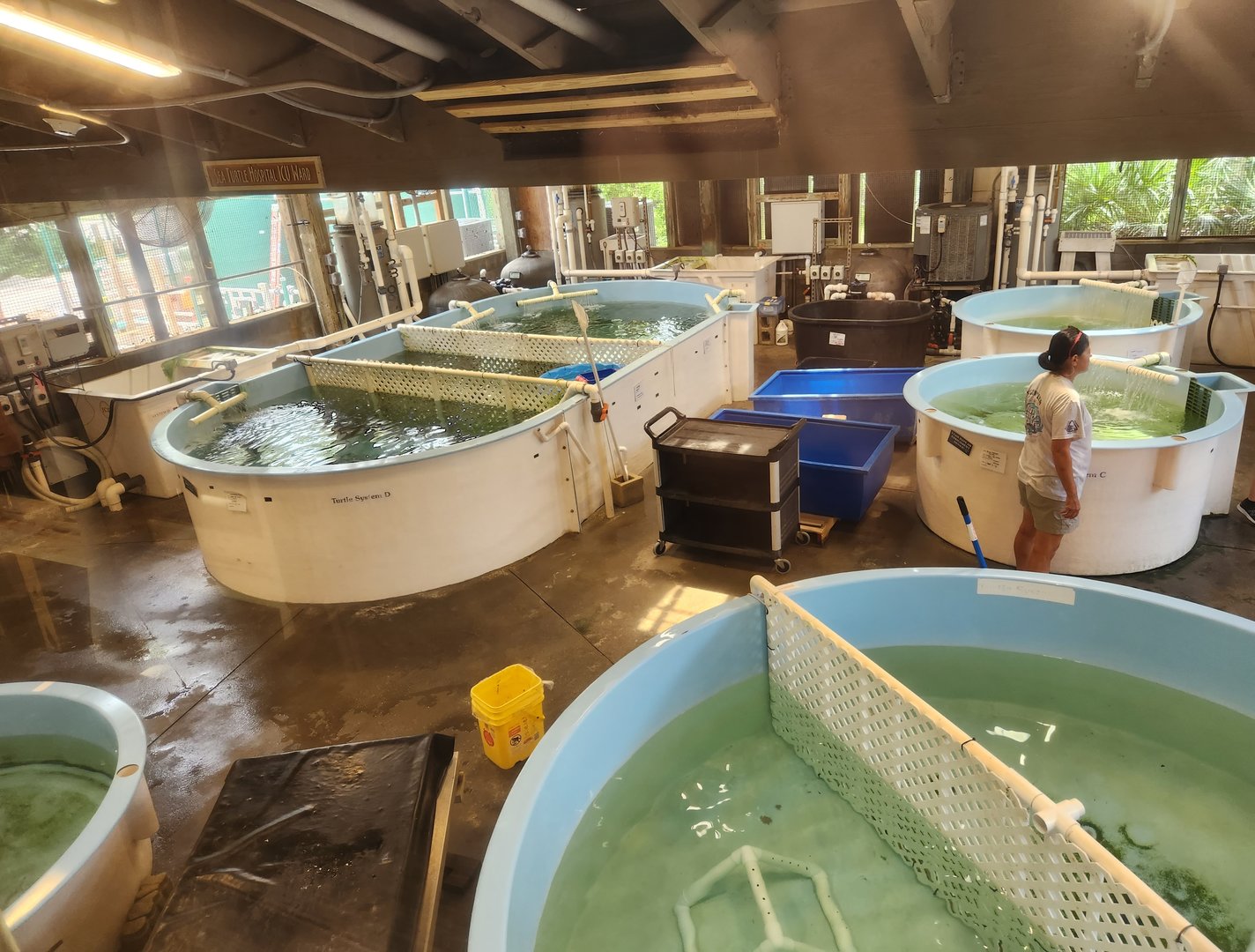Marine Science Center - Sea turtle hospital