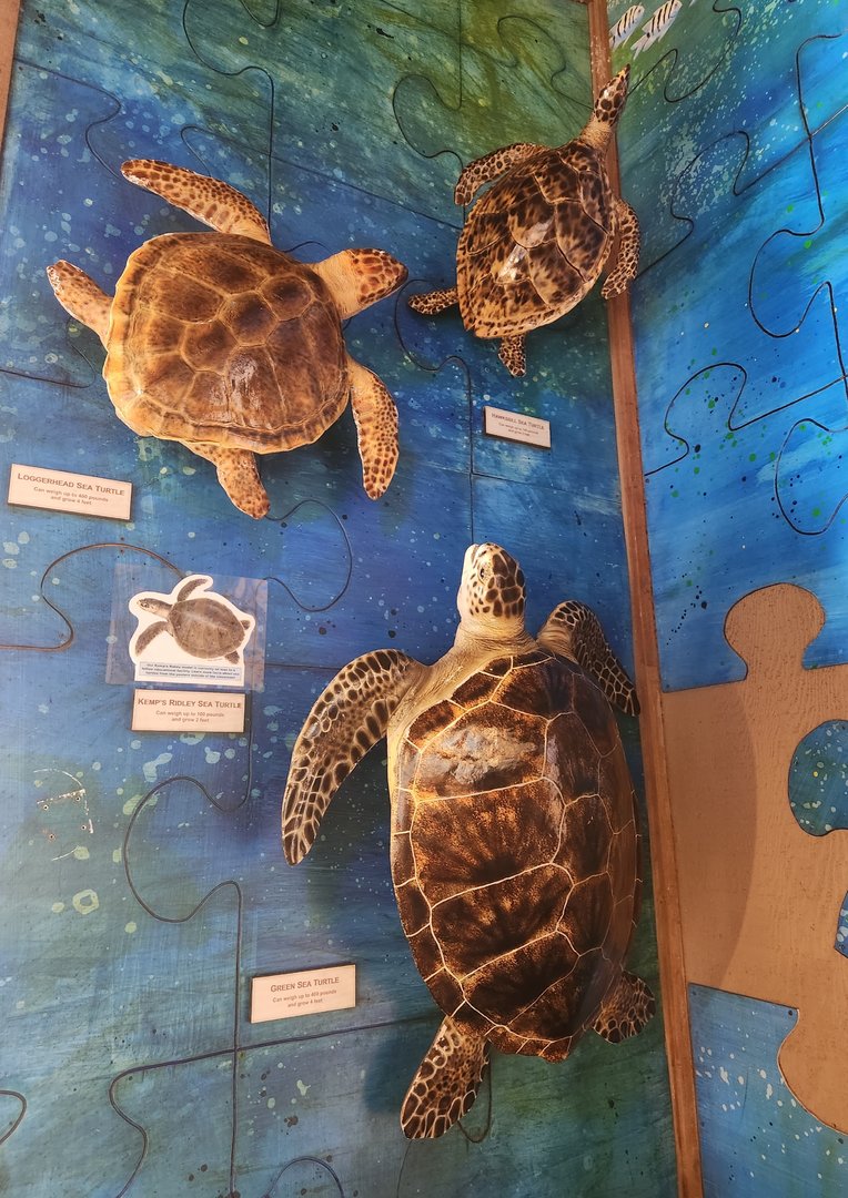 Marine Science Center - Sea turtle models