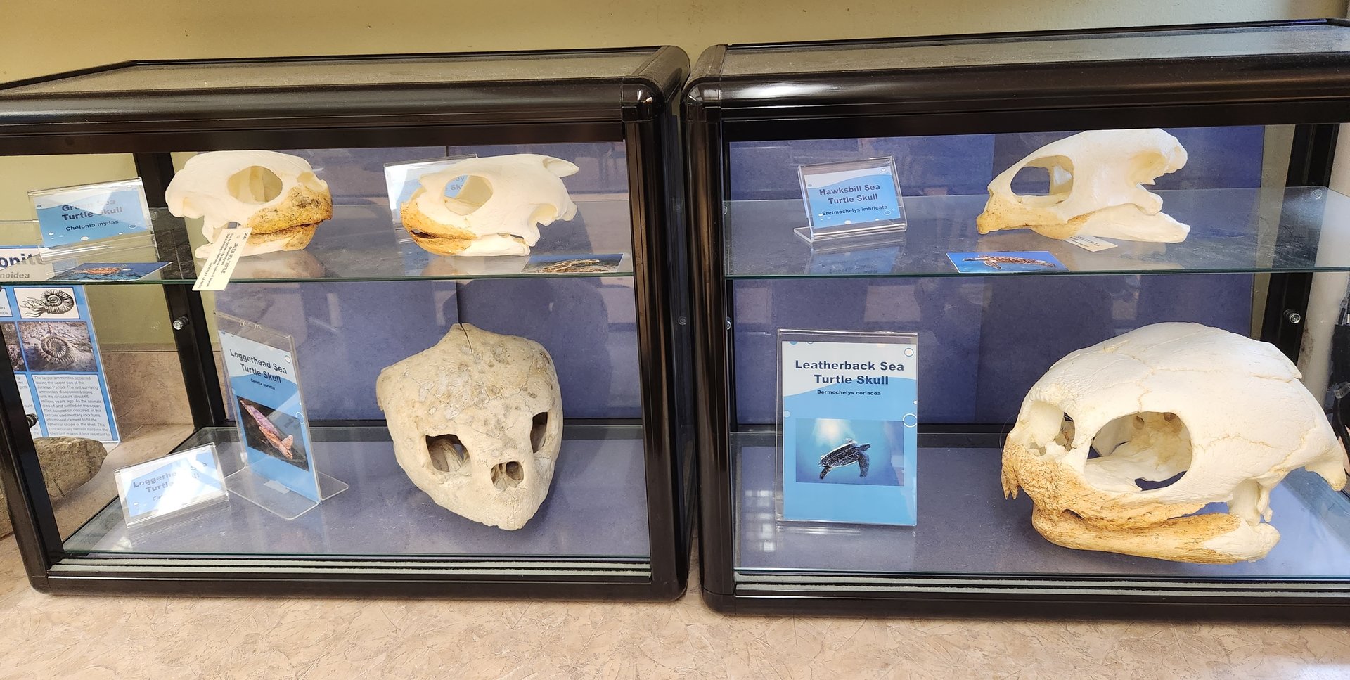 Marine Science Center - Sea turtle skulls