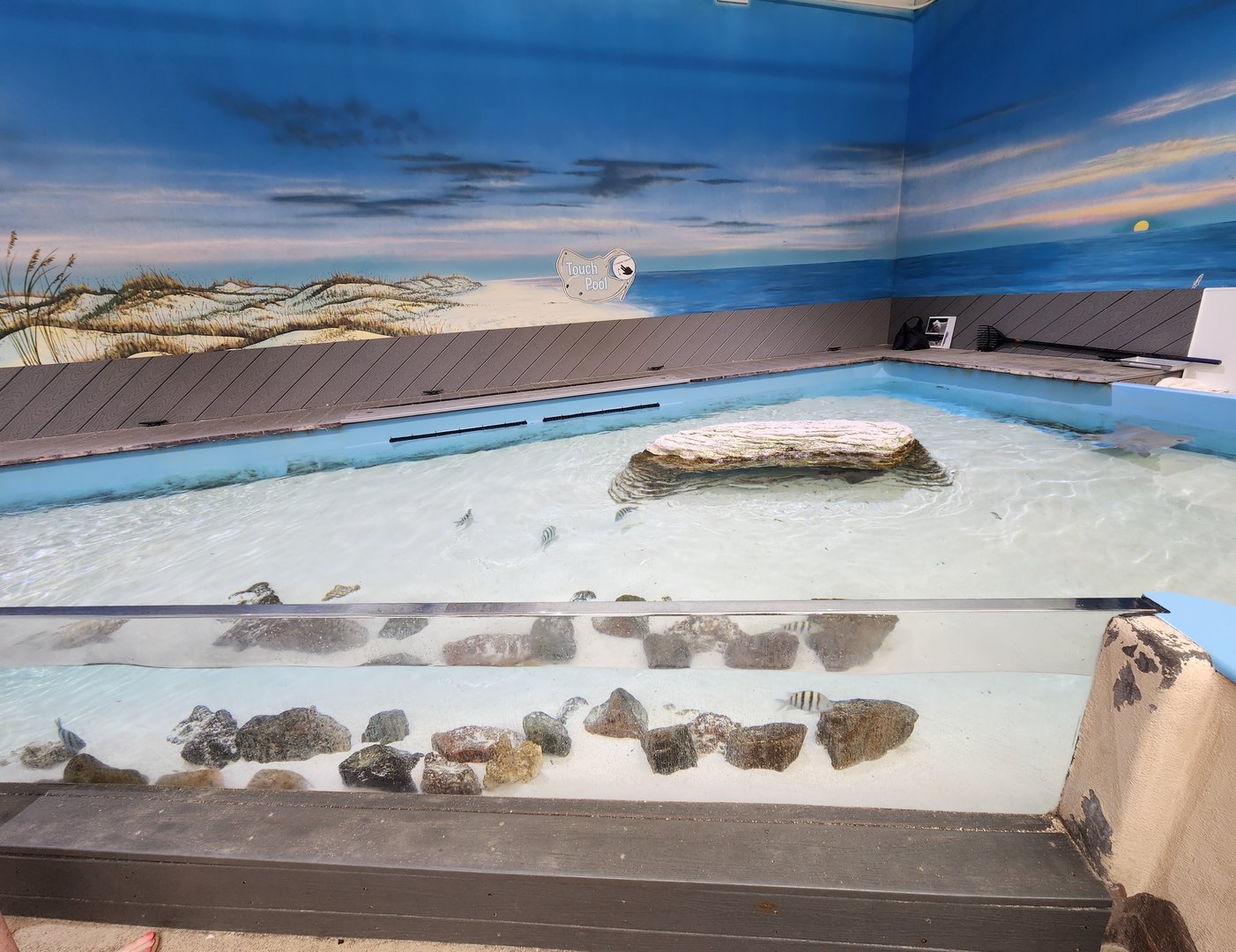 Marine Science Center - Touch tank from above
