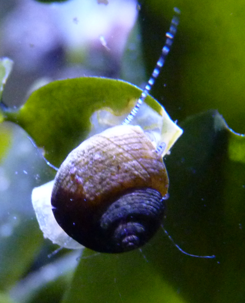 Marine snail ID (Haus des Meeres)