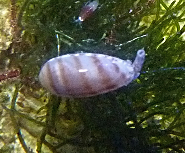 Marine snail ID (Haus des Meeres)
