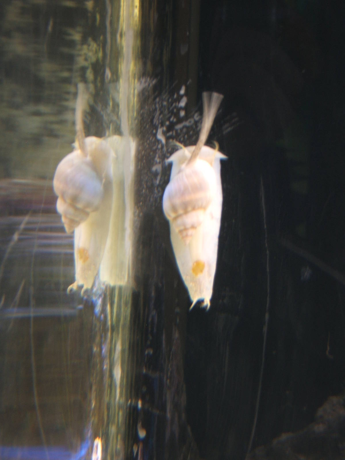 Marine Snail no idea what species