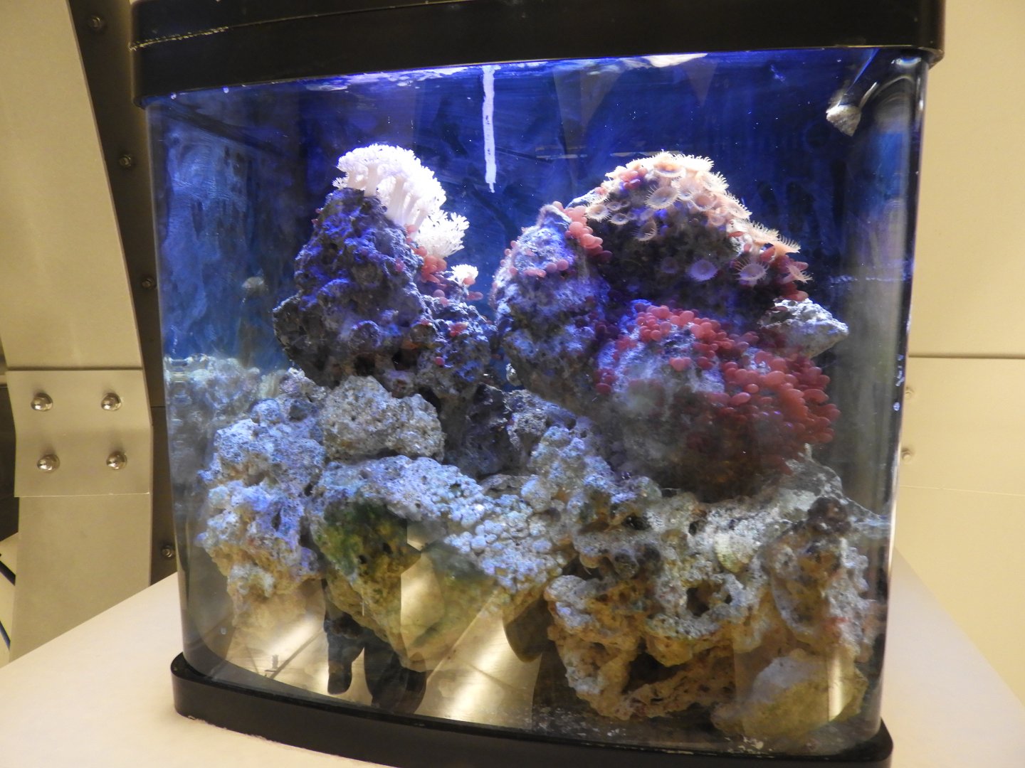 Marine snail tank - Reiman Adventure Submarine - Reiman Aquarium