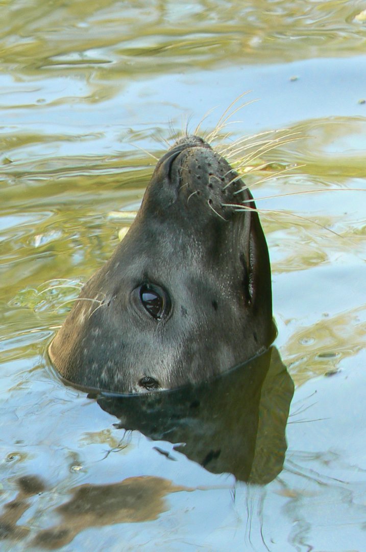 Marine space - atlantic harbour seal