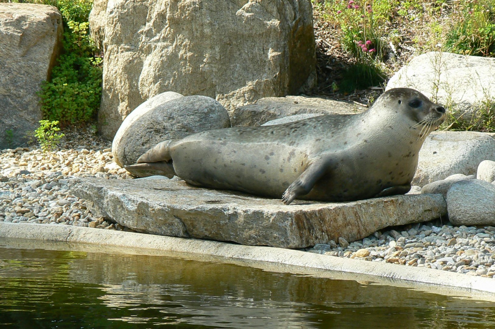 Marine space - atlantic harbour seal