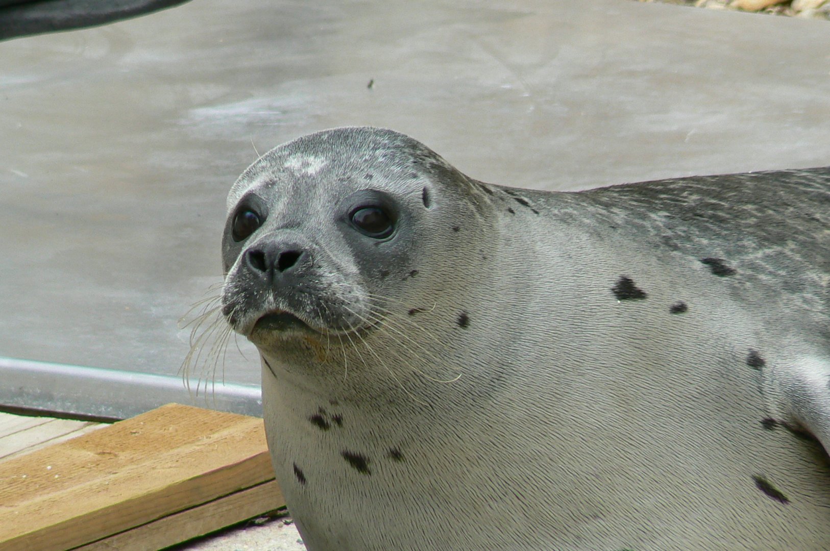 Marine space - atlantic harbour seal