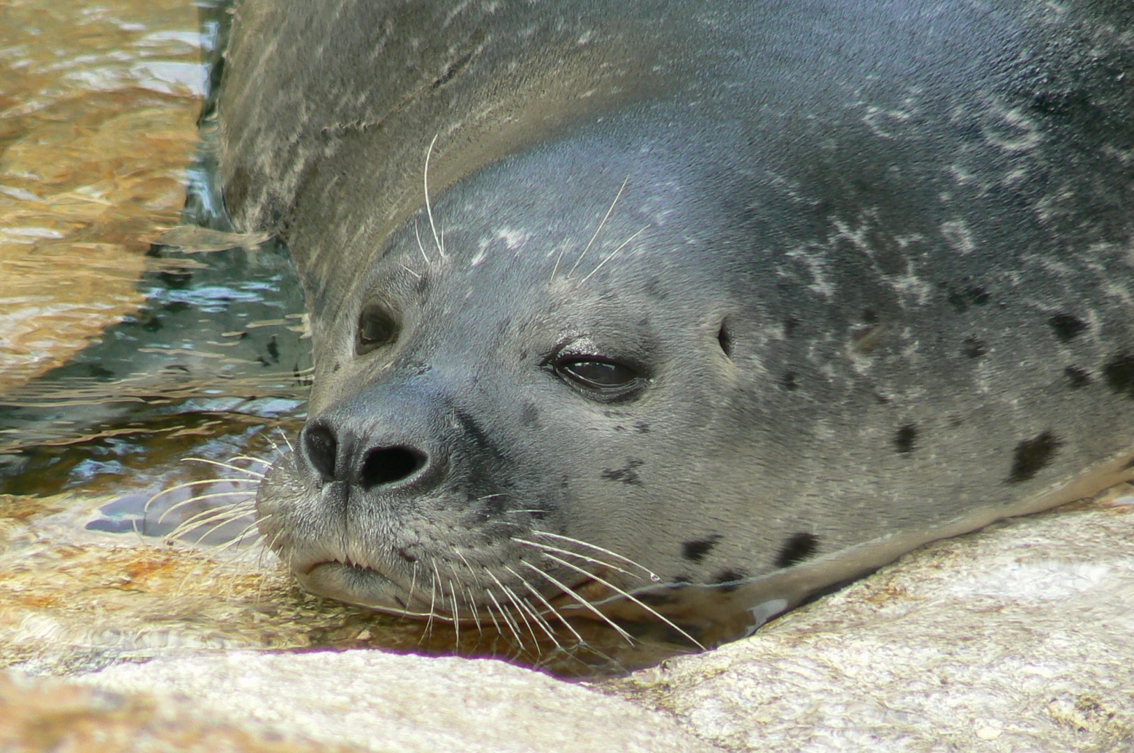Marine space - atlantic harbour seal