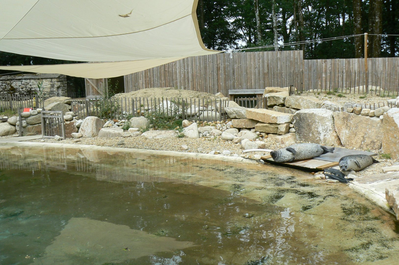 Marine space - atlantic harbour seals' first pool