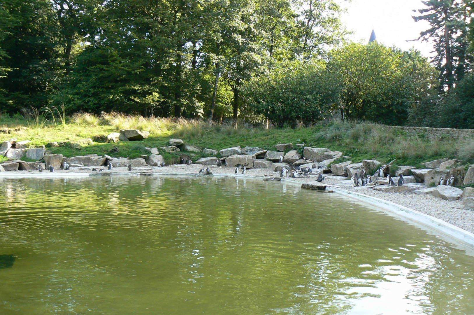 Marine space - humboldt penguins pool