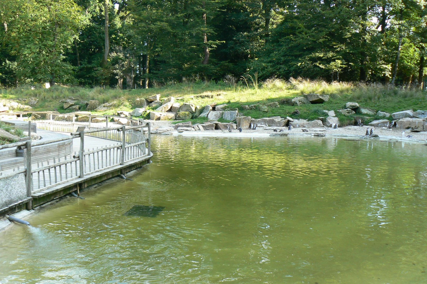Marine space - humboldt penguins' pool