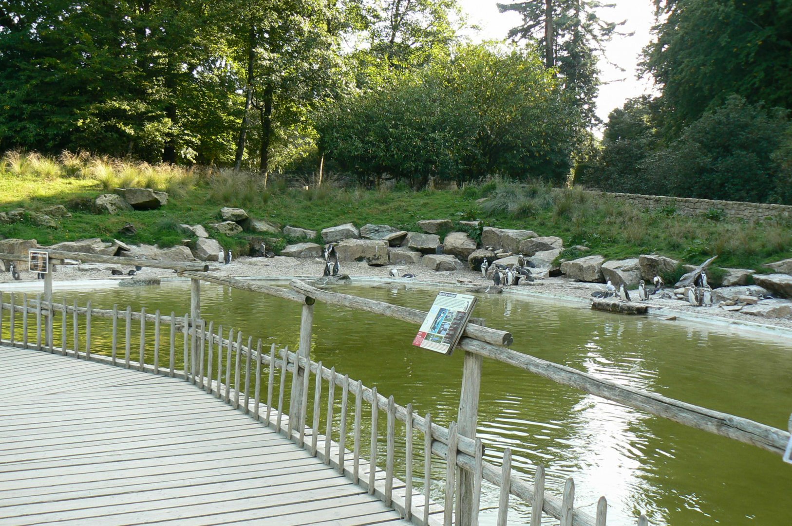 Marine space - humboldt penguins' pool
