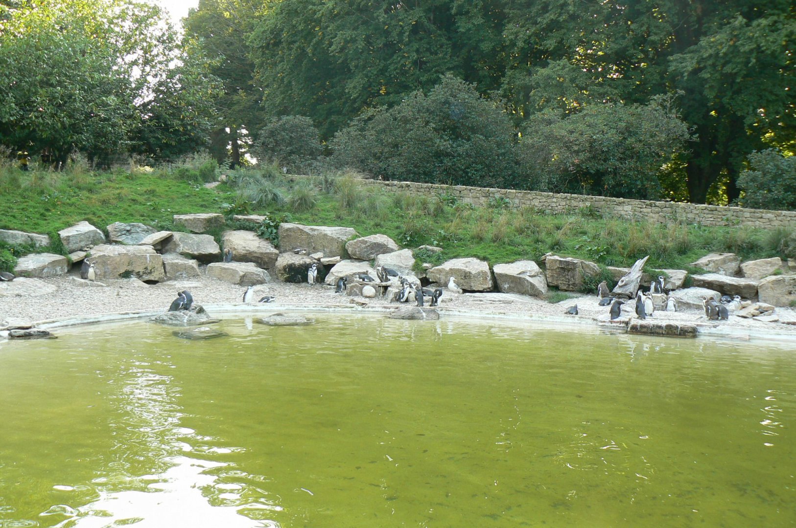 Marine space - humboldt penguins pool