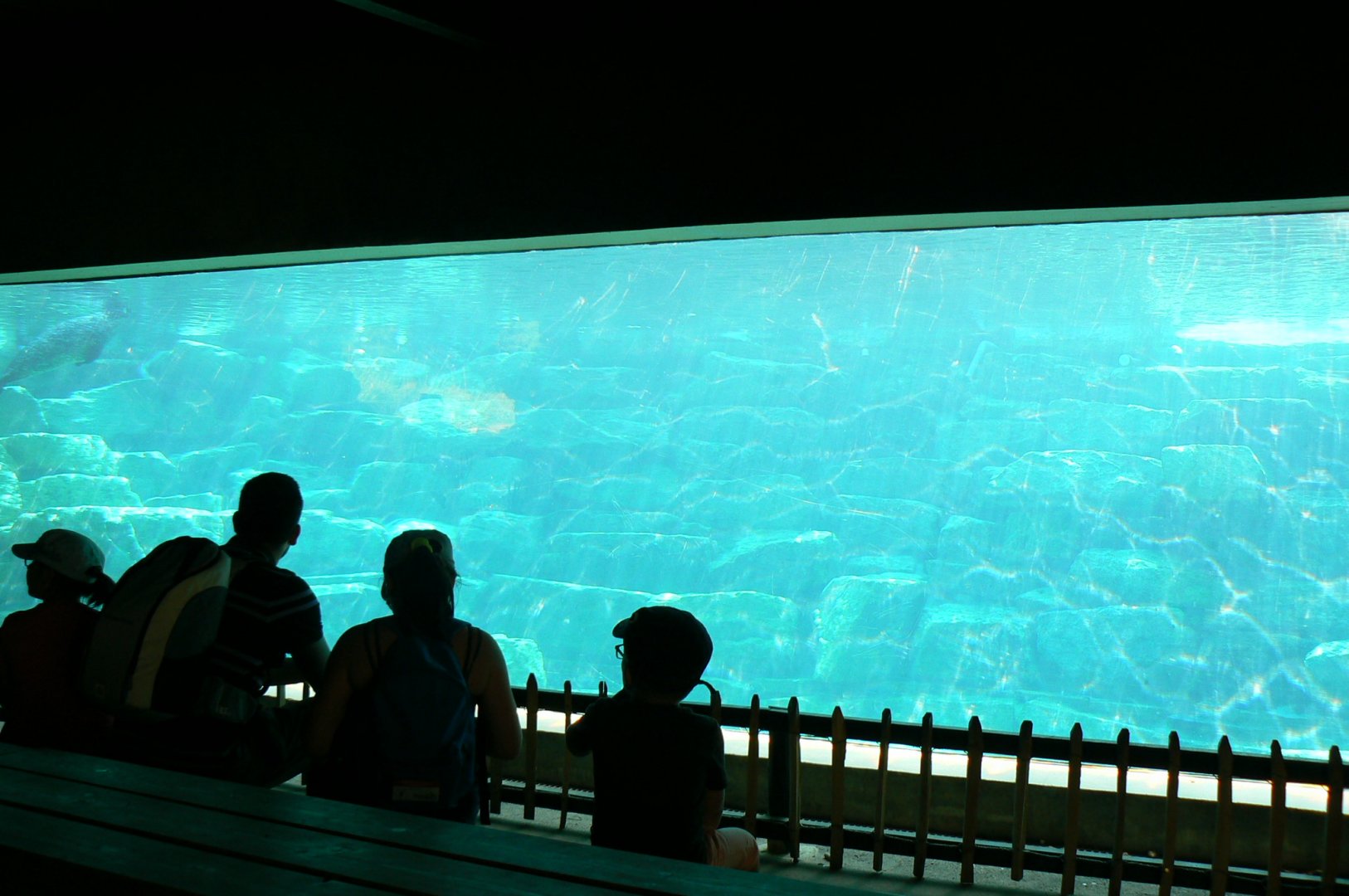 Marine space - second atlantic harbour seals'pool - underwater viewing