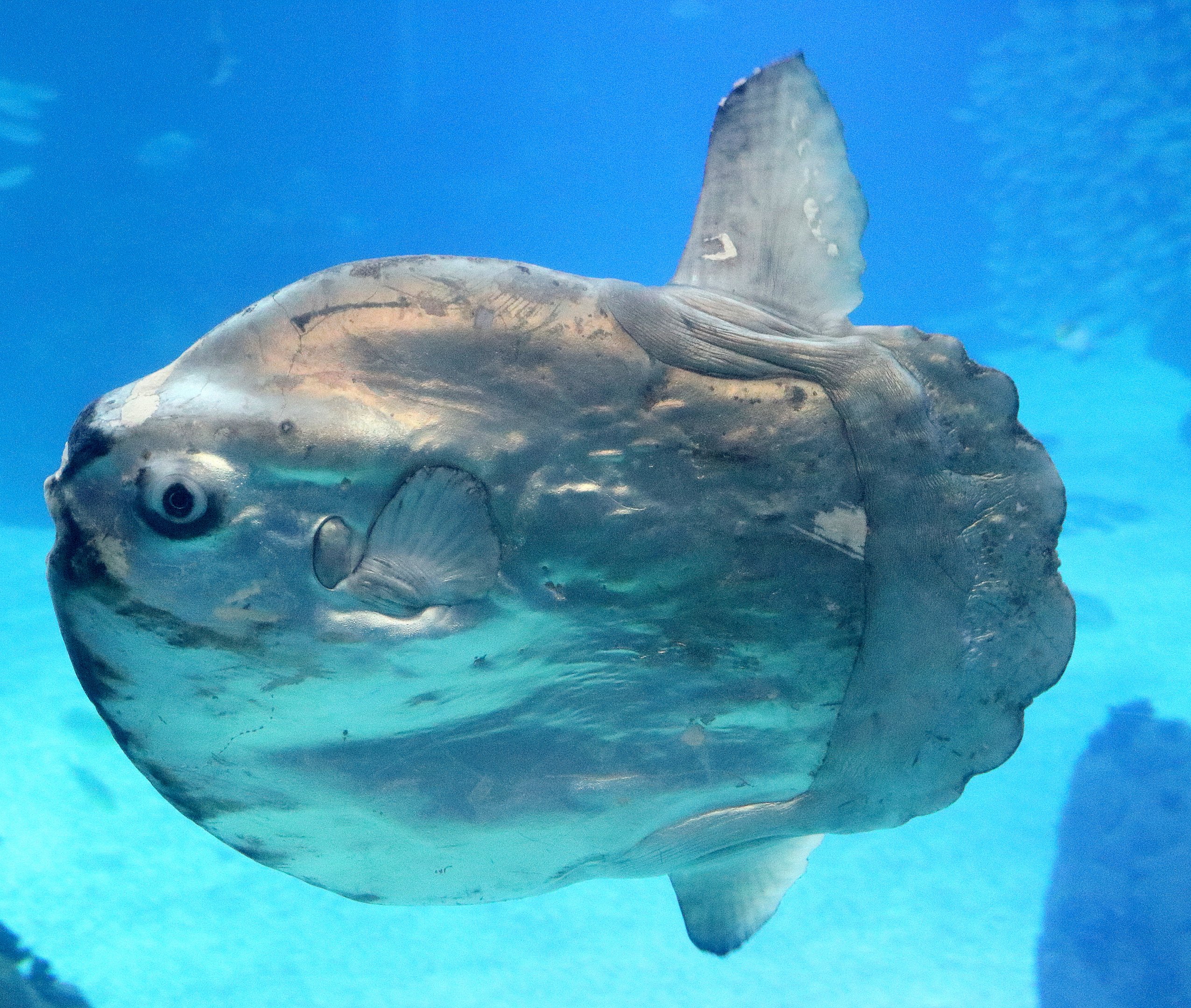 Marine sunfish; Lisbon Oceanarium; 7th April 2019