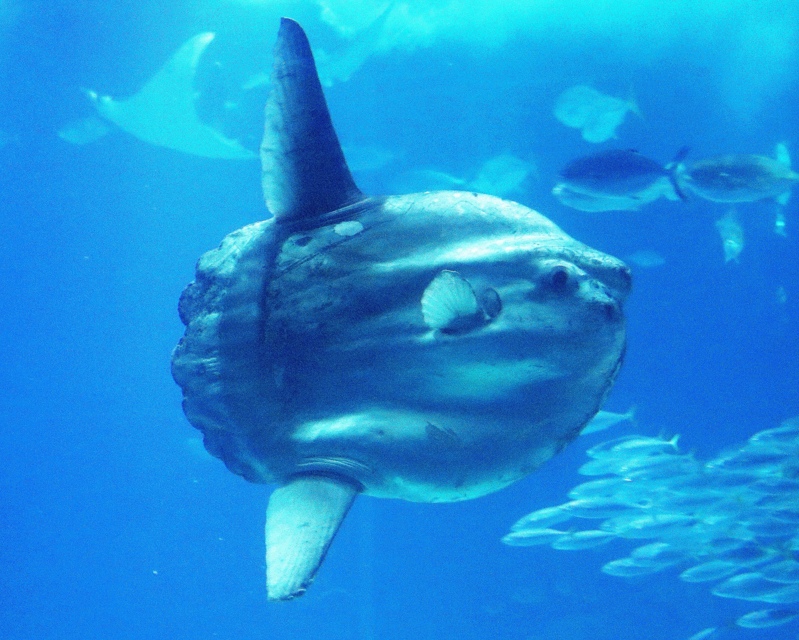 Marine sunfish; Lisbon Oceanarium; 7th April 2019