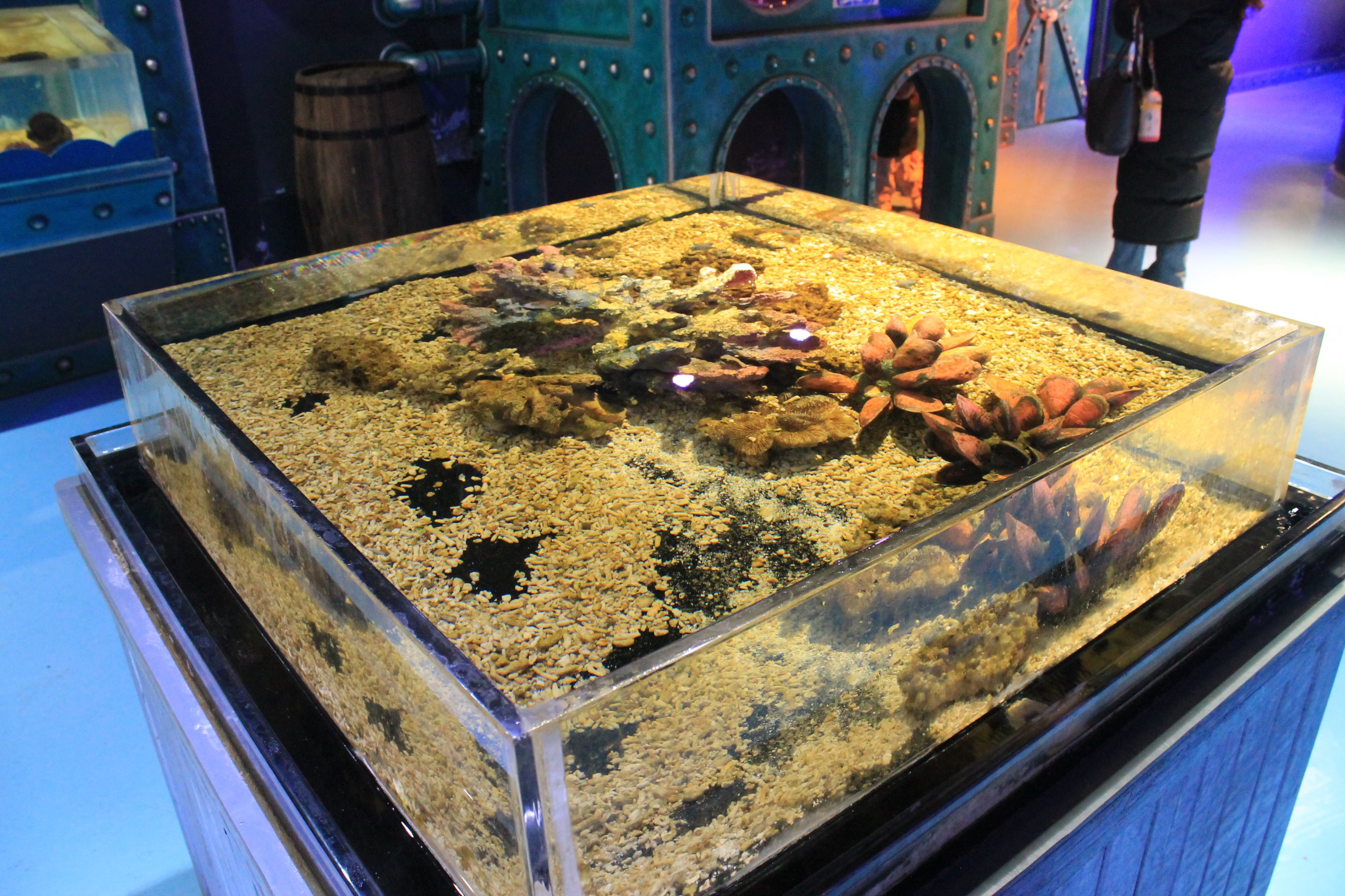 marine tank at Fantasy Aquarium, Xi'an