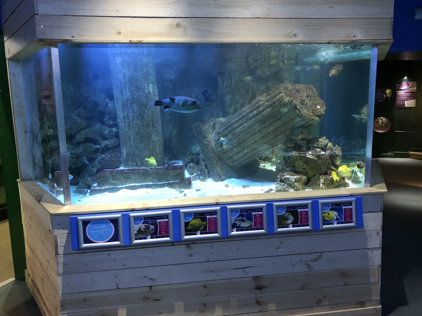 Marine Tank at Tynemouth Aquarium (2019)