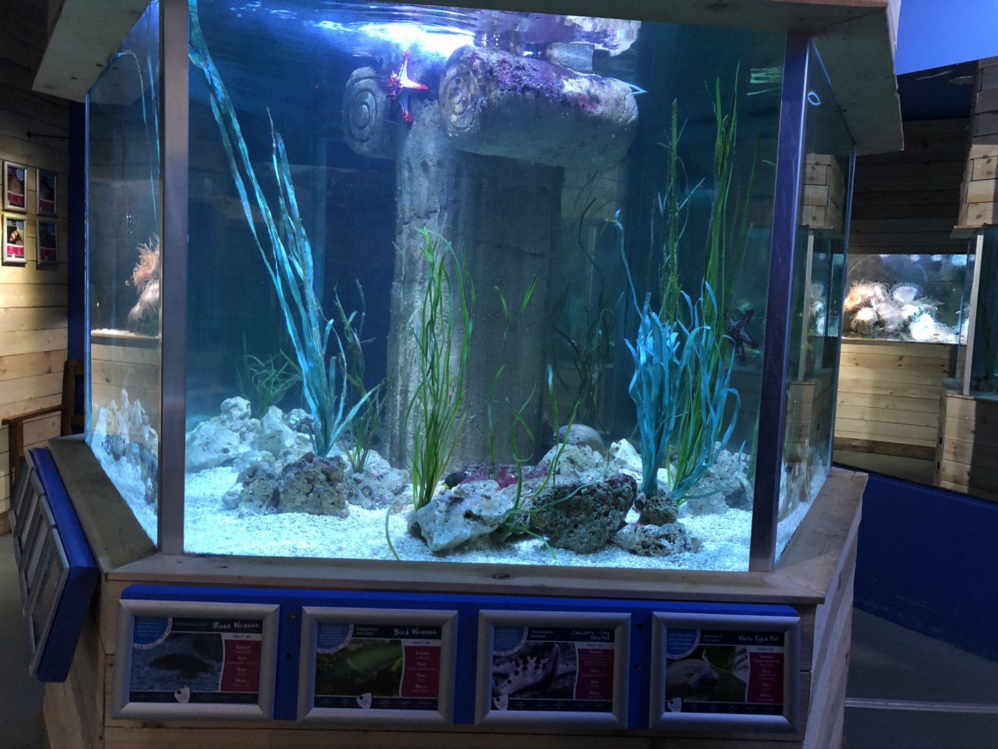 Marine Tank at Tynemouth Aquarium (2019)