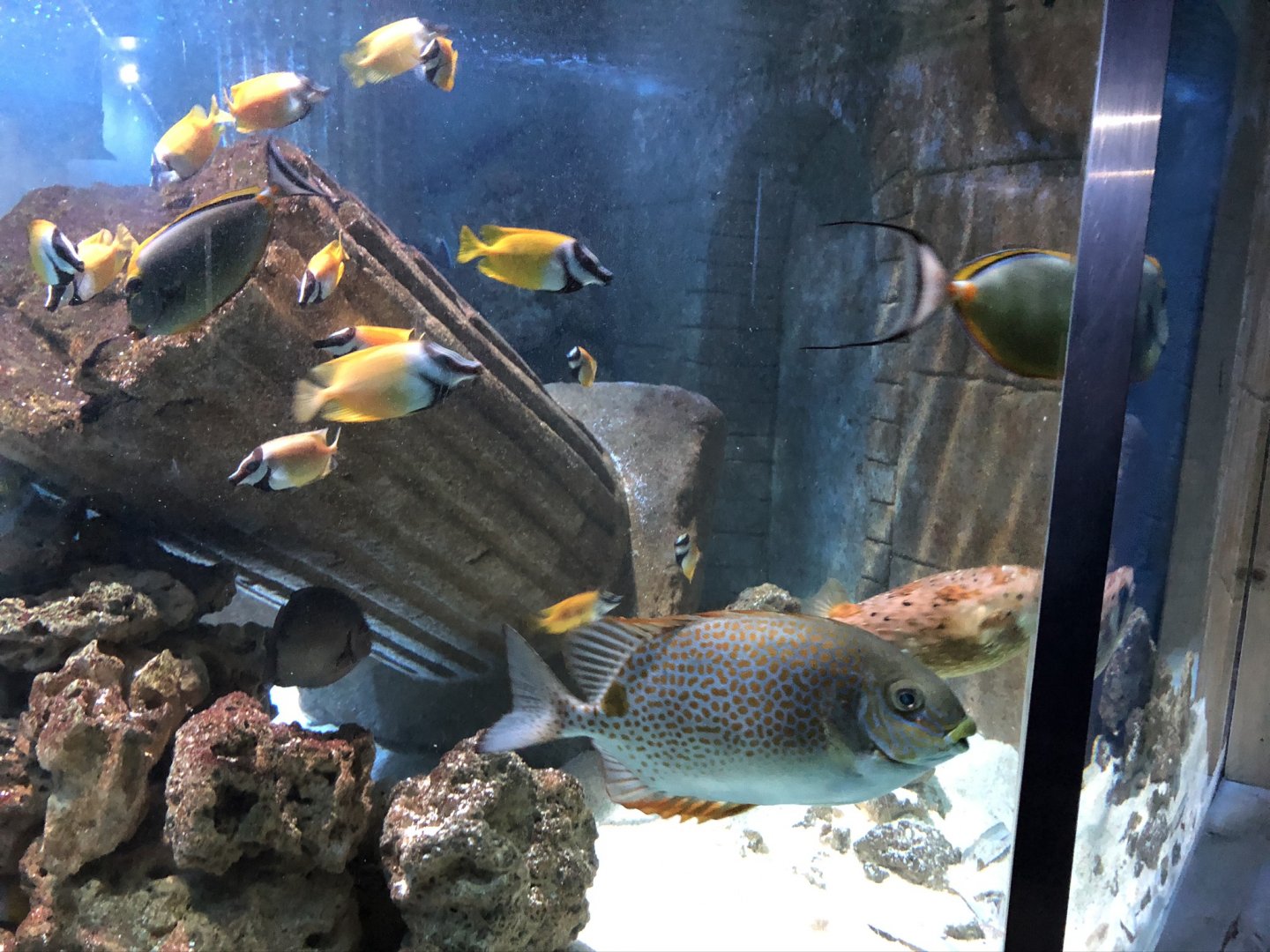 Marine Tank at Tynemouth Aquarium (2019)
