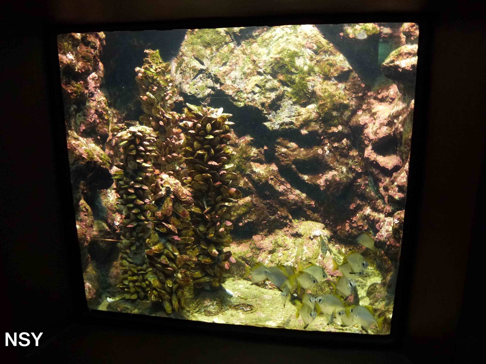 Marine tank, June 2013.
