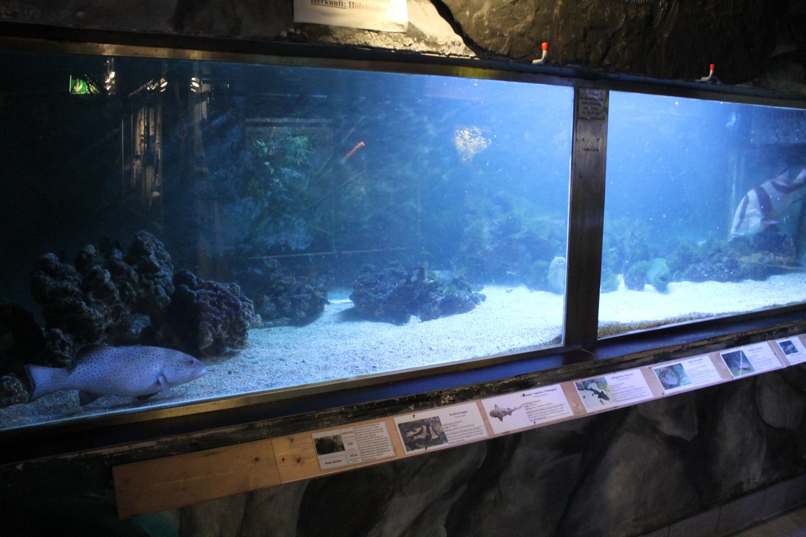 Marine tank
