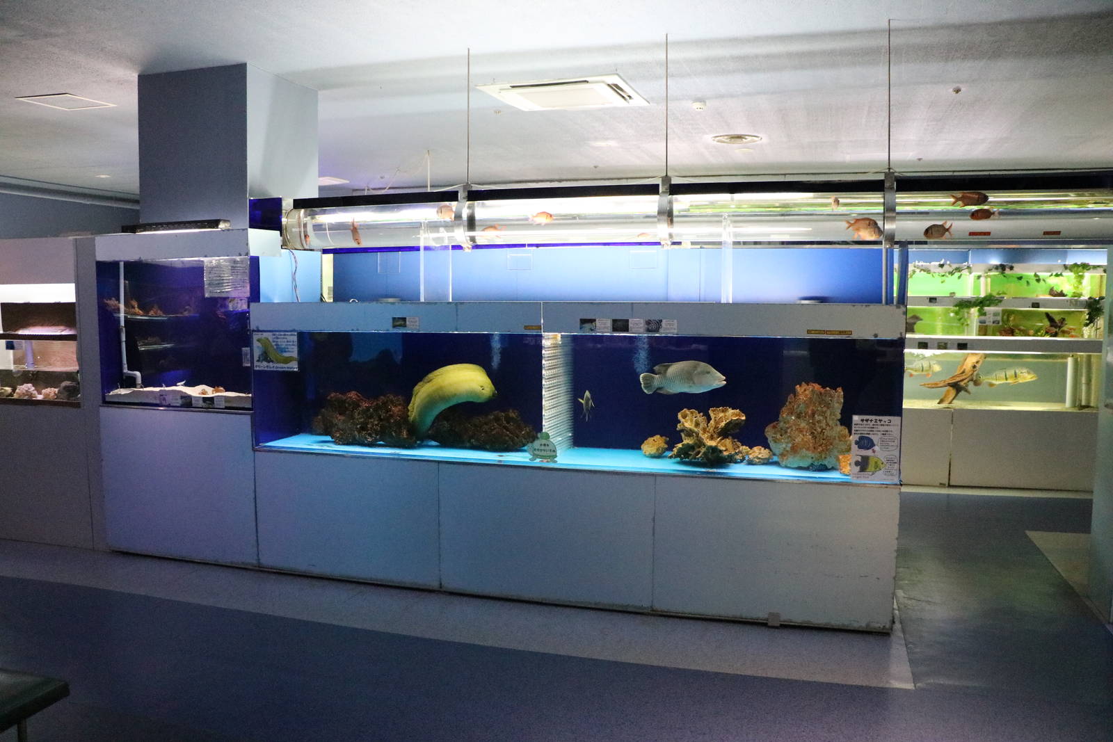 Marine tanks - Tokyo Tower Aquarium, February 2016