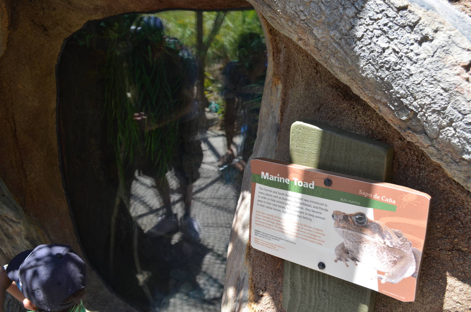 Marine Toad Exhibit Extreme Window Glare