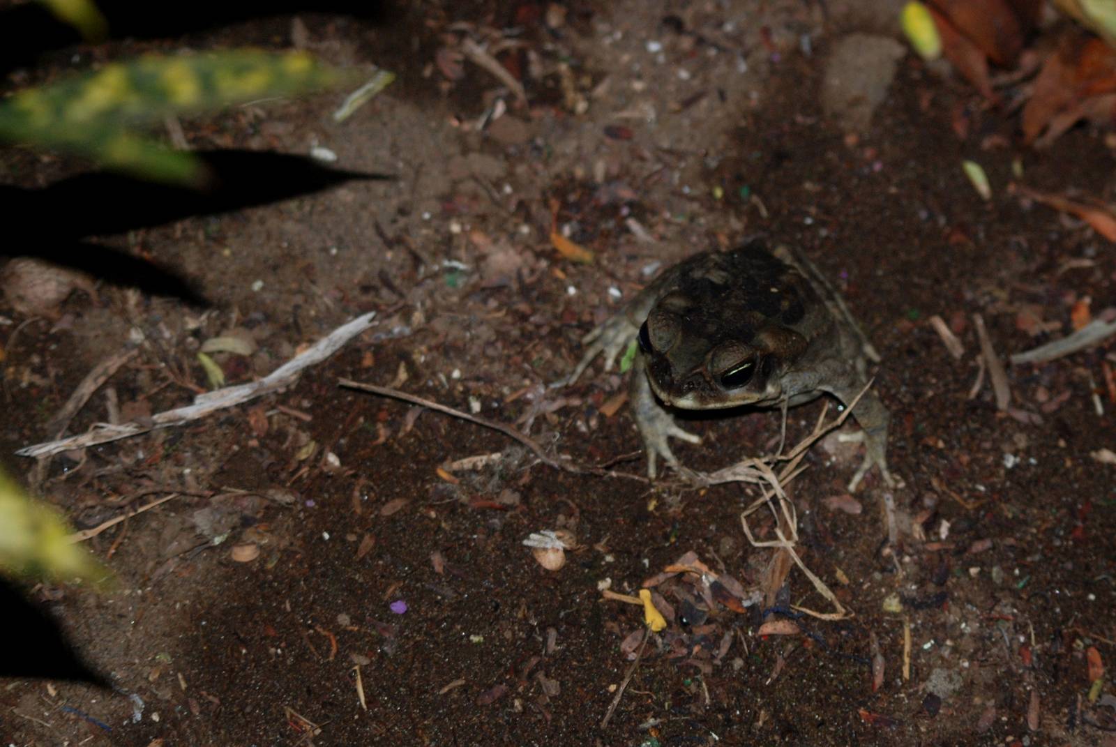 Marine Toad in Tortuguero, 13/04/14