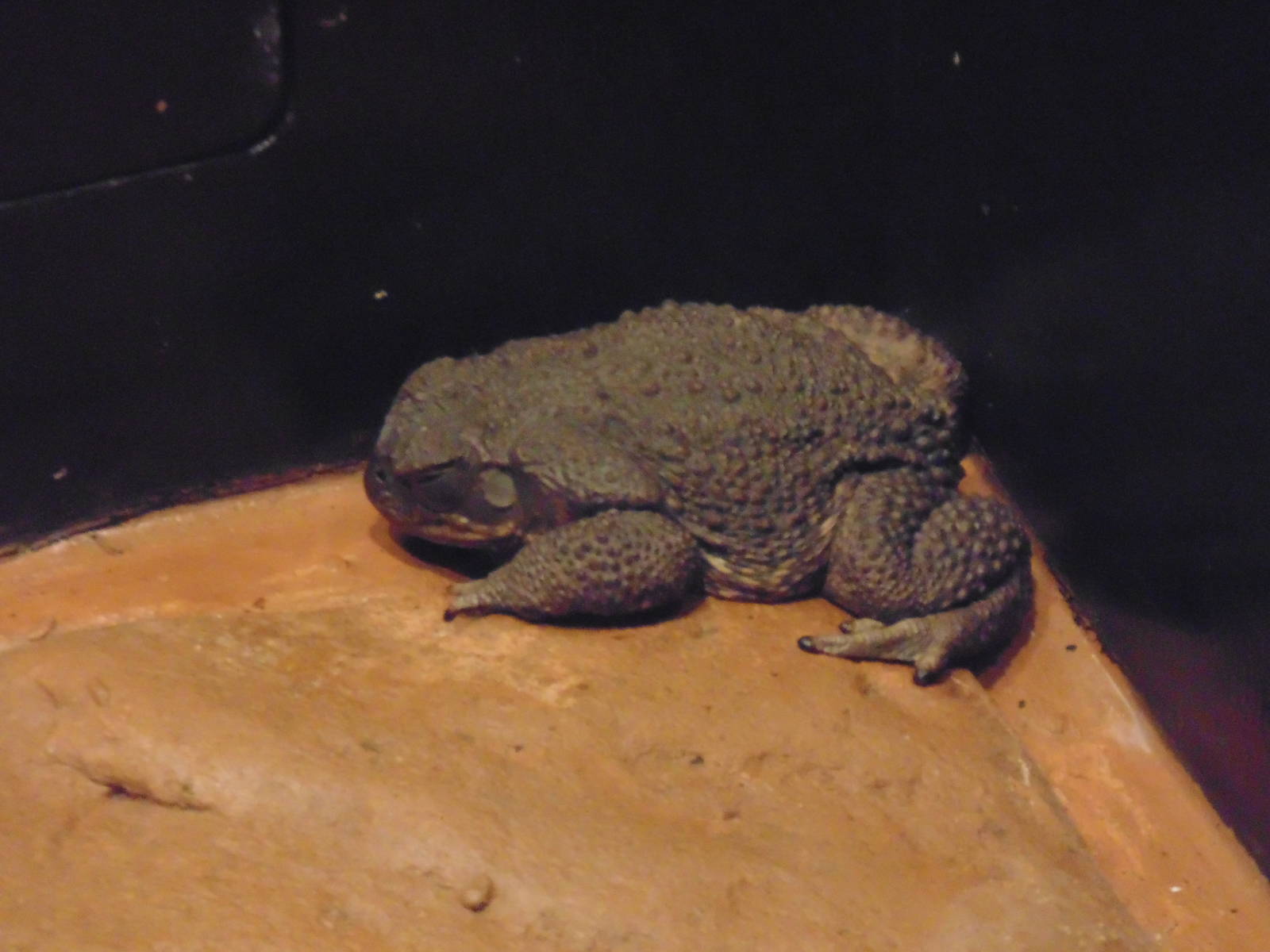 Marine Toad