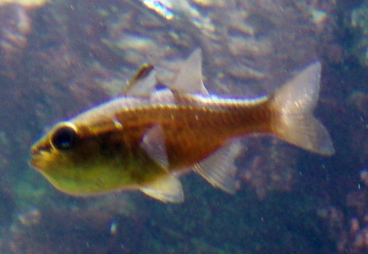 Marine tropical fish for ID