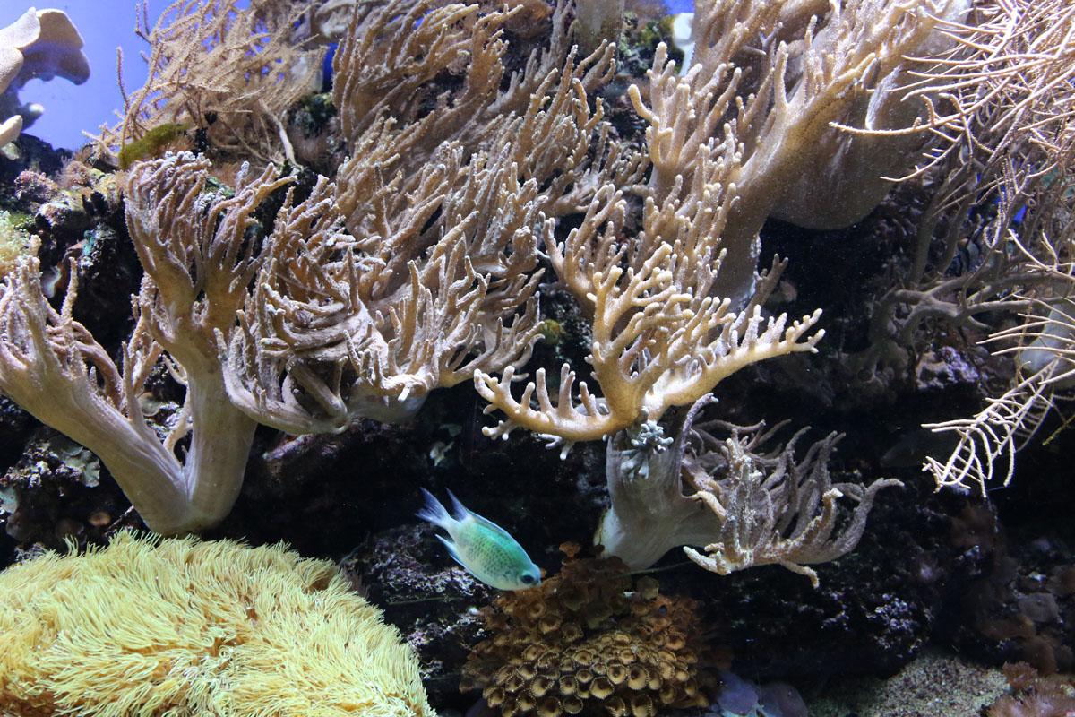 Marine Tropical scene ZSL London Zoo 2/11/2018