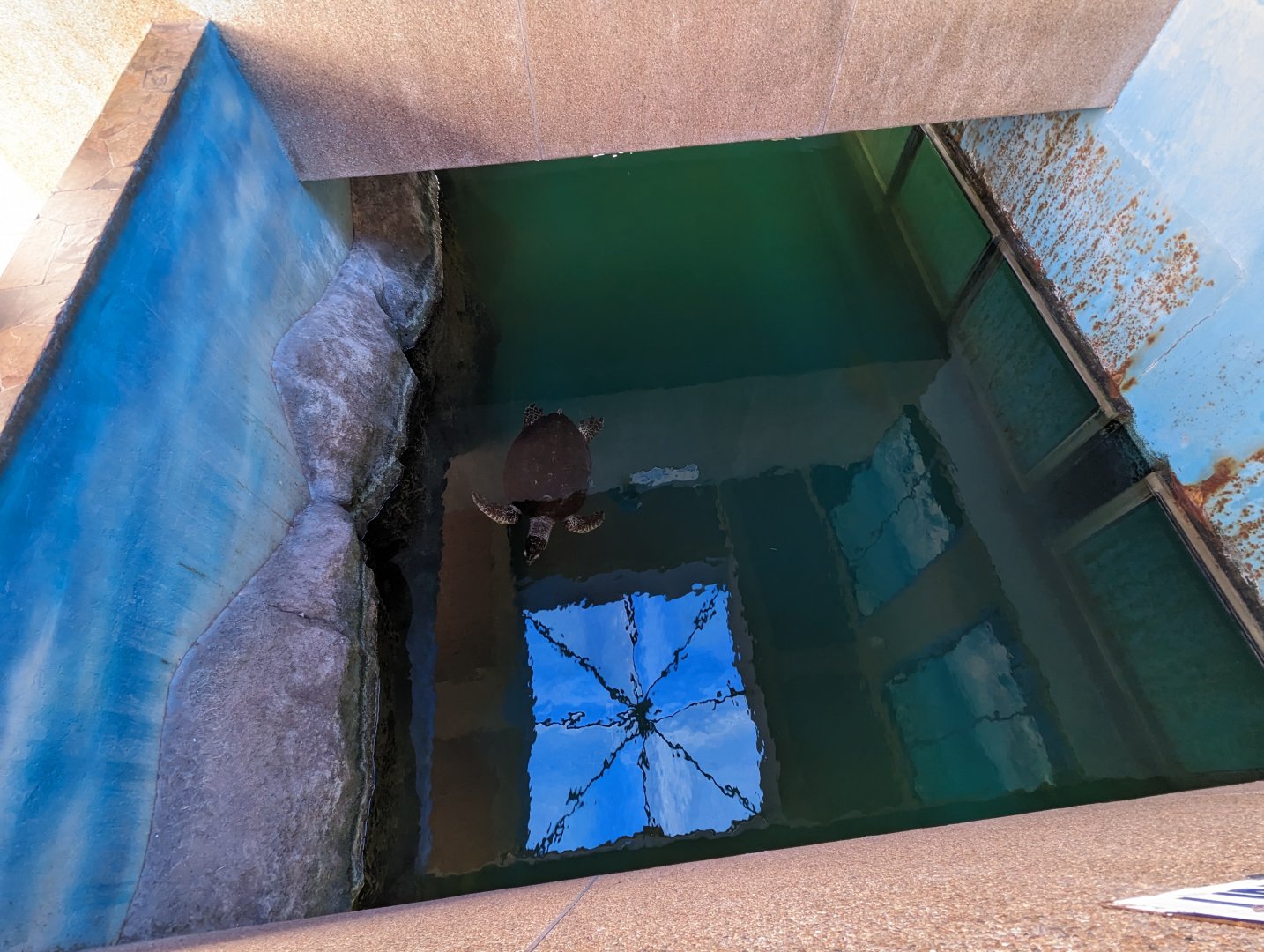 Marine Turtle Exhibit from Above - Rayong Aquarium
