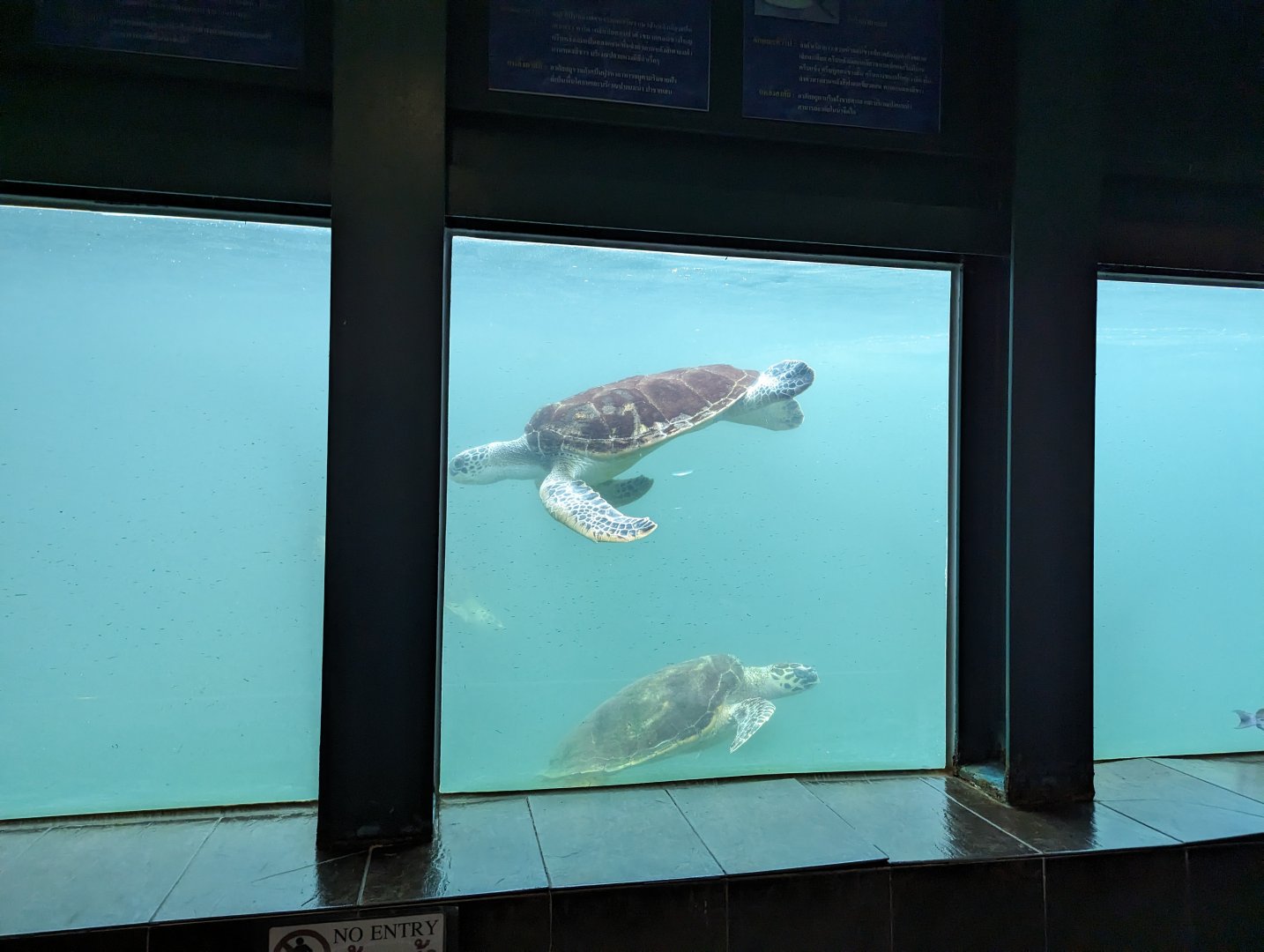 Marine Turtle Exhibit - Rayong Aquarium