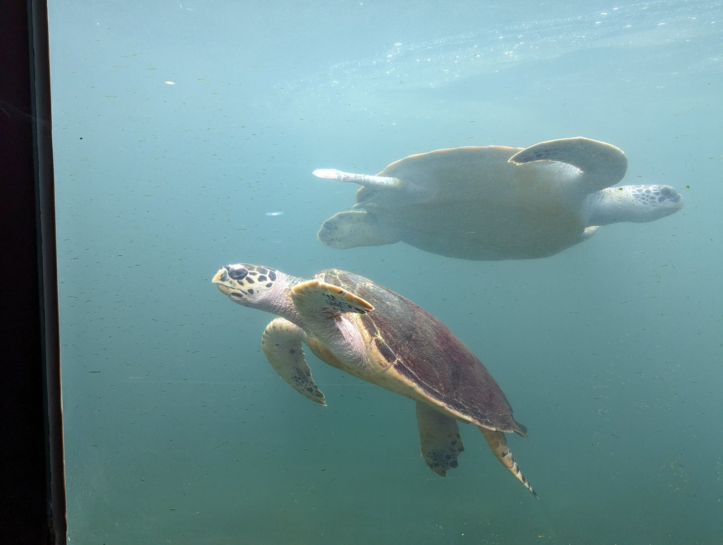 Marine Turtle Exhibit - Rayong Aquarium