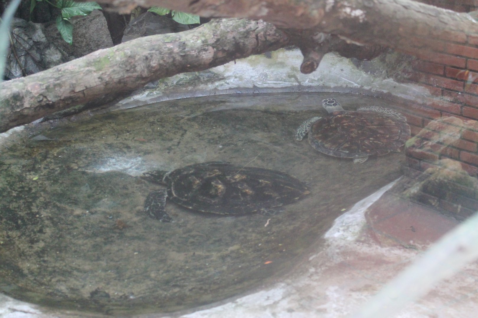 marine turtles in the Reptile House