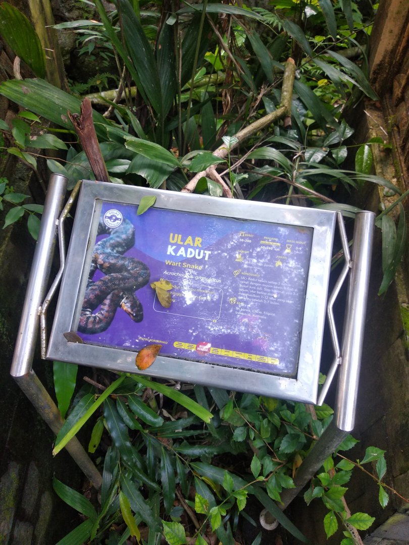 Marine wart snake (Acrochordus granulatus) information panel