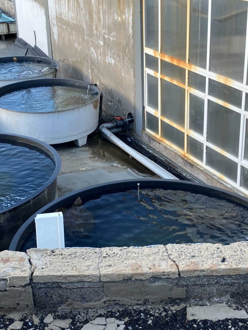 Marine Wildlife Research and Turtle Rehabilitation Centre, Telde, Gran Canaria, 2/4/24