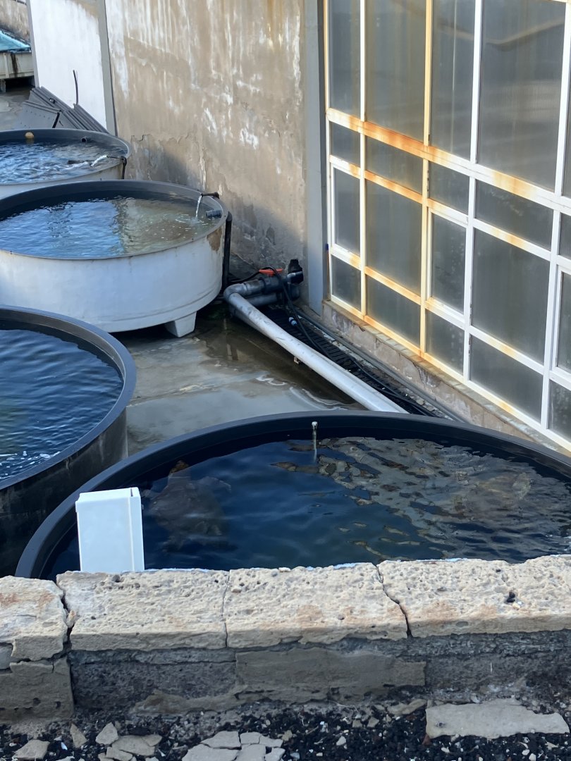 Marine Wildlife Research and Turtle Rehabilitation Centre, Telde, Gran Canaria, 2/4/24